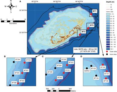 Calcification and trophic responses of mesophotic reefs to carbonate chemistry variability